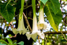 Pianta Brugmansia arborea
