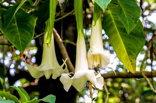 Pianta brugmansia arborea - pianta,