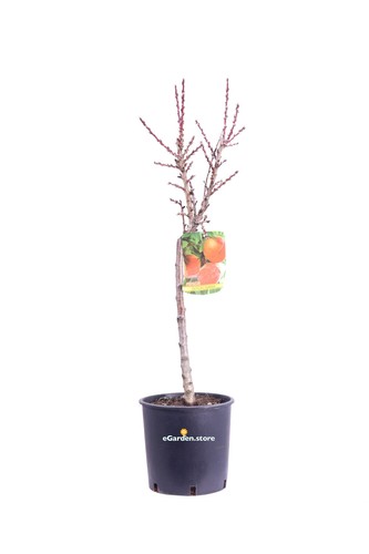 Pianta nana frutto - nana,
