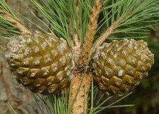 10 SEMI DI Pino domestico Pinus pinea L." SEME BONSAI" 