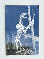 TRIESTE GROTTA GIGANTE URSUS