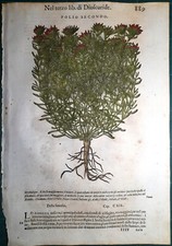 Stampa antica MATTIOLI