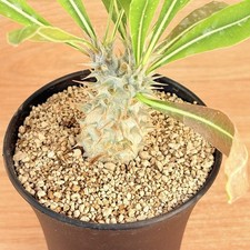 Pachypodium horombense ,  pot