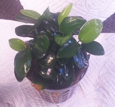 Anubias Nana, pianta epifita