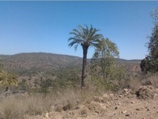 Cycas desolata e Cycas Mount