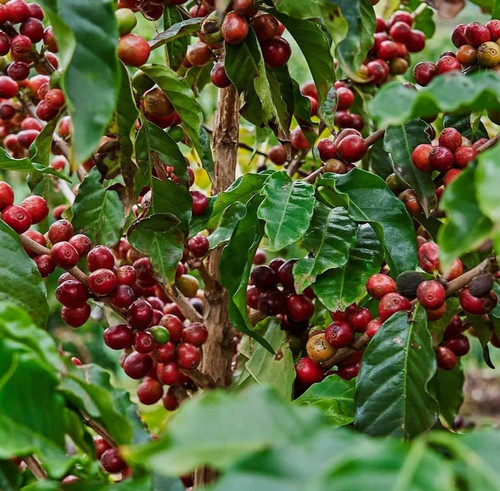 Semi caffè borbone - di,