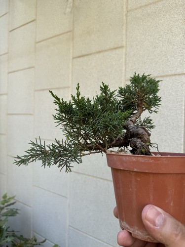Kishu ginepro bonsai - -,