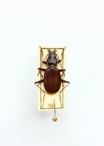 Entomology taxidermy - entomology,