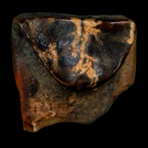 Dente fossile triceratopo - , 0,4"
