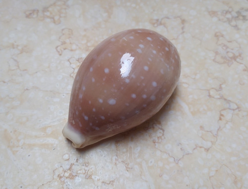 Camelopardalis cypraea wow - camelopardalis,