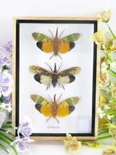 3x Pyrops sp. lanternfly -