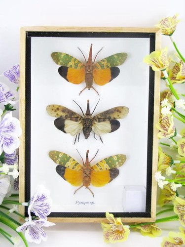 Pyrops lanternfly - pyrops,