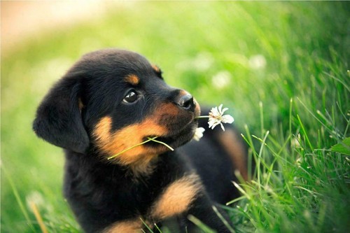 Rottweiler cucciolo poster - rottweiler,