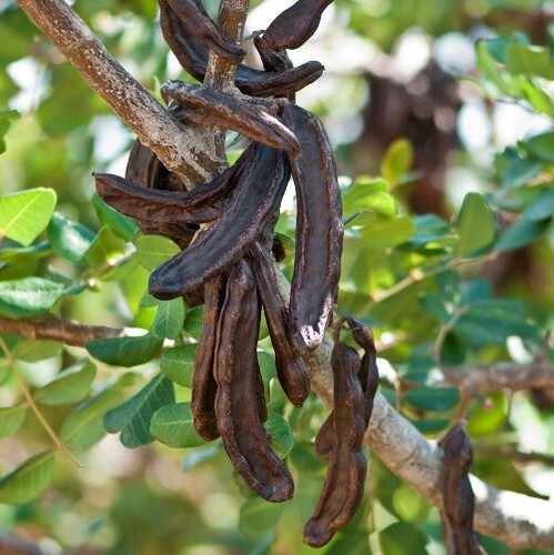 Carrubo ceratonia siliqua - carrubo, siliqua"