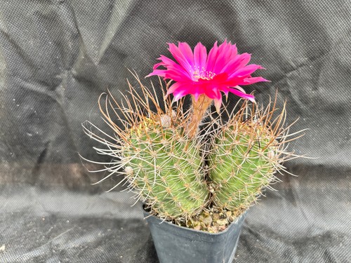 Lobivia cactus piante - lobivia, sp.