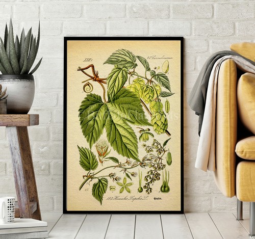 Stampa artistica luppolo
