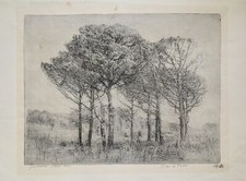 BARBISAN GIOVANNI (Treviso 1914 - Orbetello 1988) PINI MARITTIMI acquaforte 196