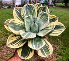 RT 2890TF Agave Cream Spike Seeds semi succulenti pezzo 2