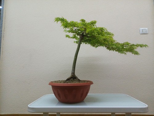 Bonsai acero palmato - bonsai,