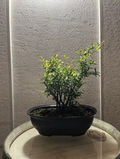 Bonsai di Melograno  ceppaia