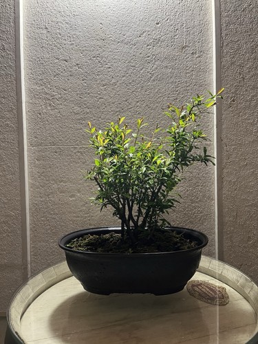 Bonsai melograno ceppaia - di,