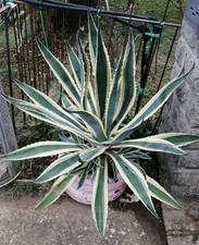 Agave americana marginata