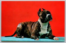 Cartolina American Pit Bull