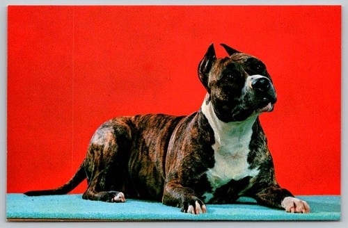 Cartolina american pit - cartolina,