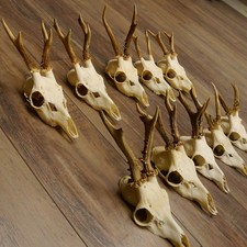 10 Pezzi Corna Cervo Cervi