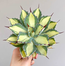 Agave 'Kissho Kan' pianta