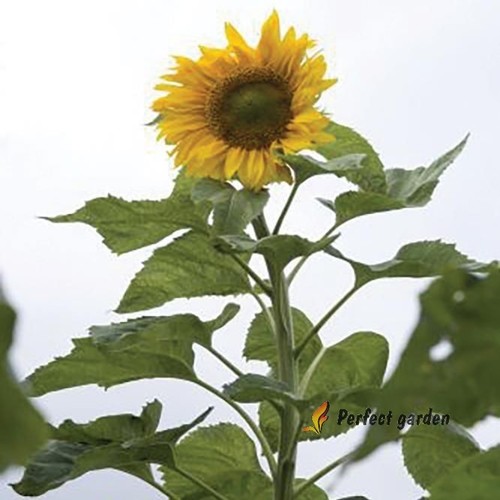 Semi girasole gigante - semi,