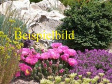 Opuntia fragilis piedi cactus