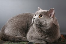 Poster fotografico British