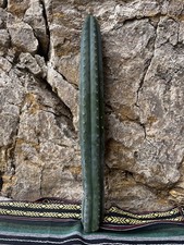 Pachanoi, bluish SanPedro