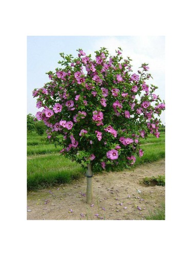 Ibisco siriaco alberello in - ibisco,