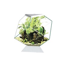ASKOLL Ciano Nexus C5 Betta Life Acquario A Diamante Per Pesci Betta