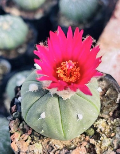 Pezzi rari cactus - 10,