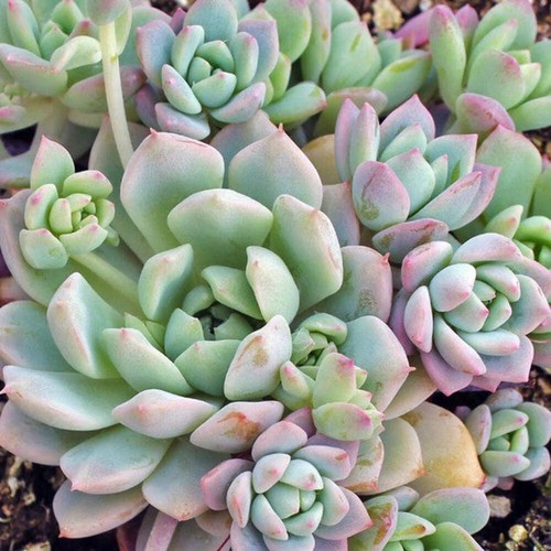 Echeveria prolifica - ,