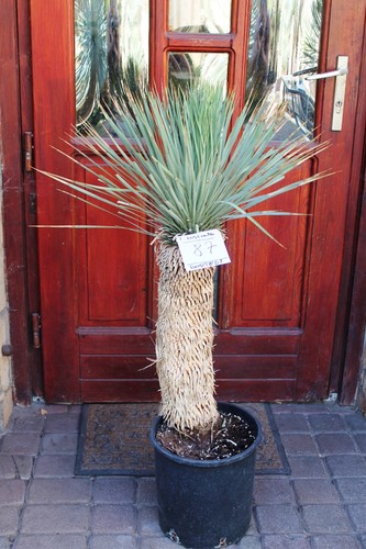 Yucca rostrata dal messico - yucca,