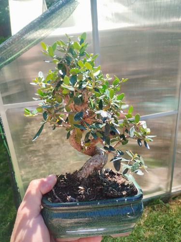Bonsai olea europaea - bonsai, di