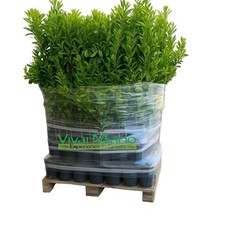 Mix di 20 Piante di Agrumi a