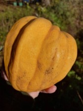 Zucca Thelma Sanders - Sweet