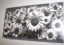 2023 = = 2017 2018 DAISY Black