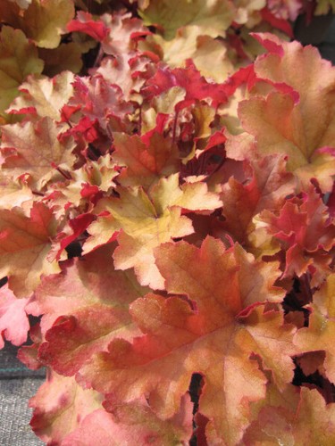 Marmellata heuchera villosa - marmellata,