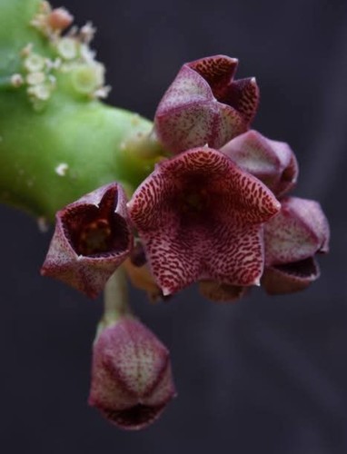 Caralluma procumbens no - caralluma, procumbens,