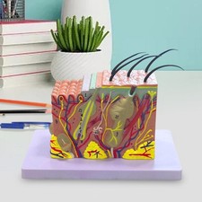 Materiale scolastico anatomico