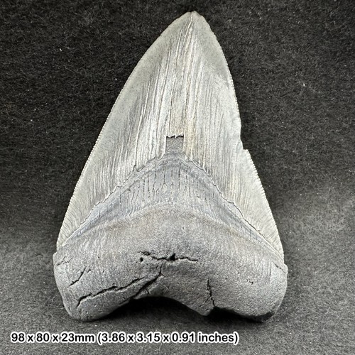 Authentic carcharodon