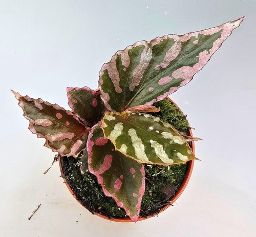 Bellissima begonia julau - bellissima,