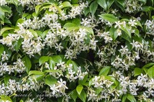 Rincosperma (Falso Gelsomino)