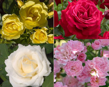 Rosa rampicante pianta in vaso